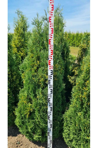 Туя західна Холмструп - ком50кг/вис.140-160см/Ø65-75см